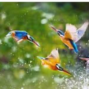 Meet your Posher, Abarika